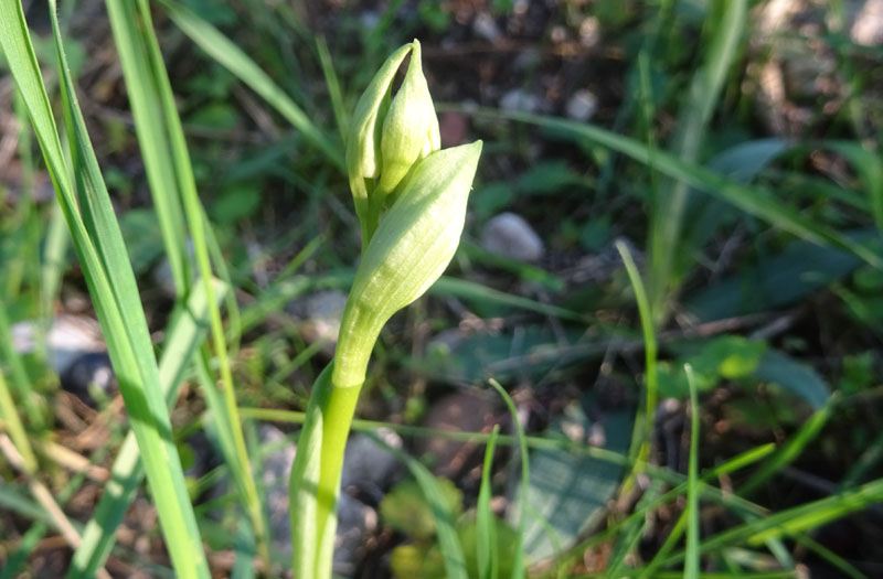 decine di...... Ophrys sphegodes